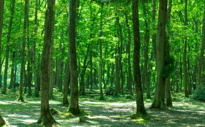 5月病予防に 〜新生活ならではのストレスは、森で休んで解消しよう〜