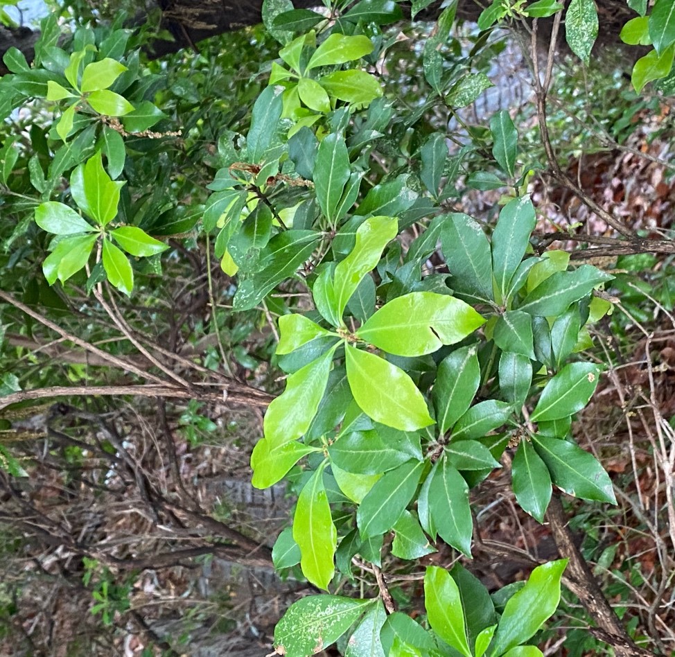 身近な場所で樹木や草花を楽しんでみましょう はこじょ森林セラピー ラボ 女性のための森林浴 森林セラピー 総合情報サイト