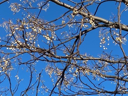 実録 身近な場所で樹木や草花を楽しんでみました 冬編 はこじょ森林セラピー ラボ 女性のための森林浴 森林セラピー 総合情報サイト