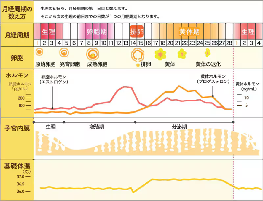 渡邉綾20250910グラフ.png