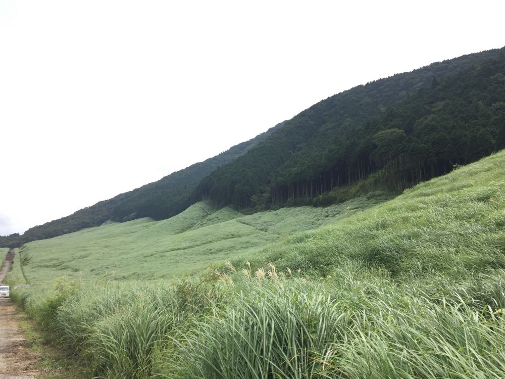 高田202509302ススキ.jpg