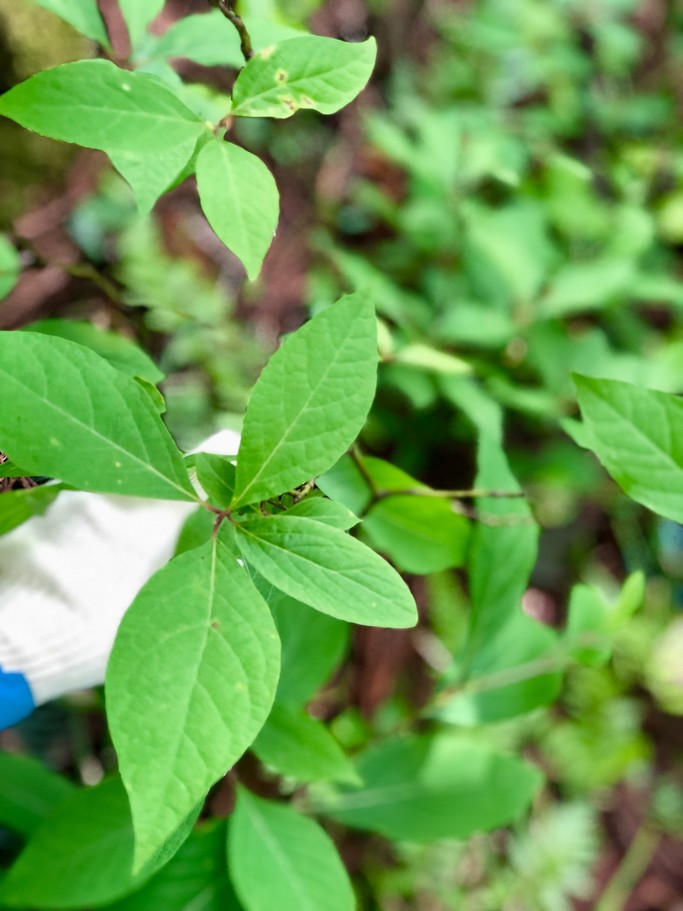 日本のアロマ クロモジの香り はこじょ森林セラピー ラボ 女性のための森林浴 森林セラピー 総合情報サイト