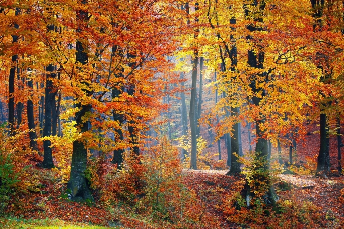 日本の森林　自然と人を繋ぐ香りを求めて　秋