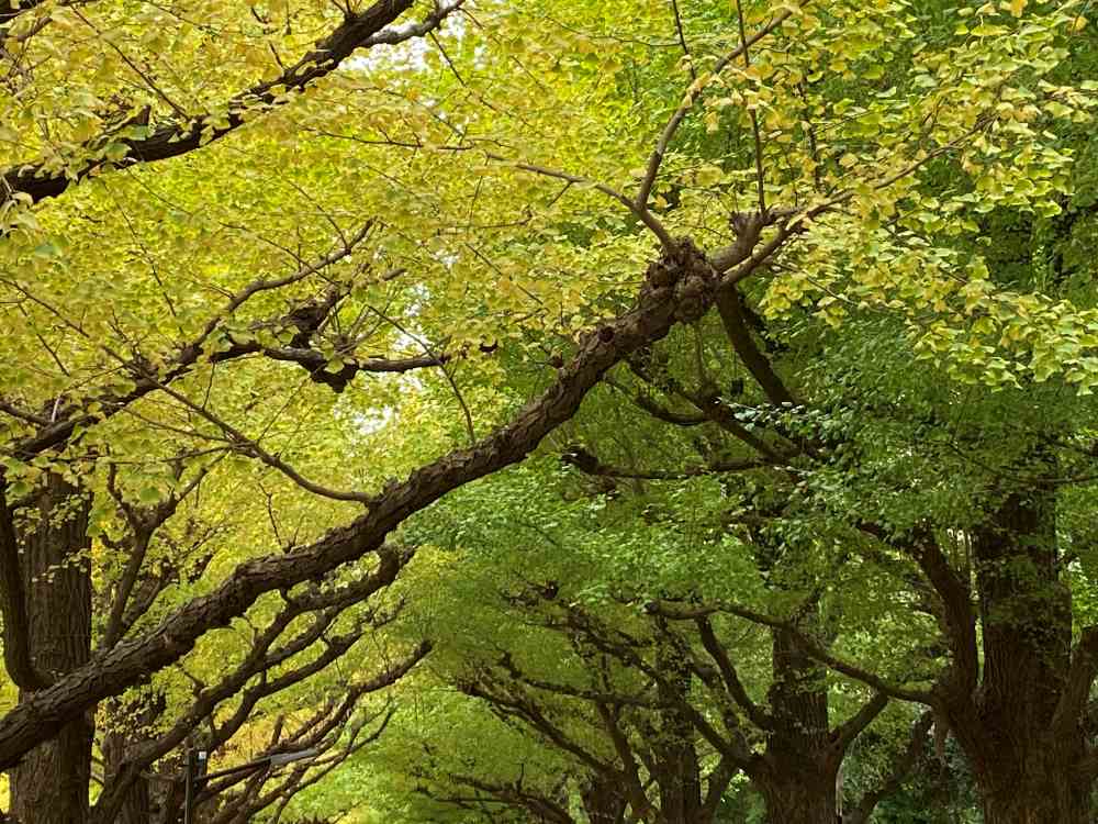 森林がウェルビーイングにもたらす効果として ― わかっていること・推測できること ―