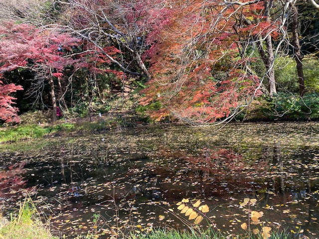小石川植物園で世界最大級の花と紅葉を楽しみました