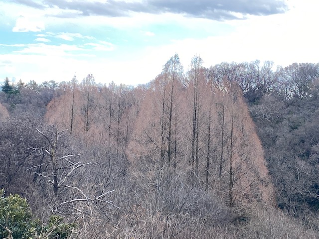 冬の森林の背景を知ろう〜落葉と冬芽〜