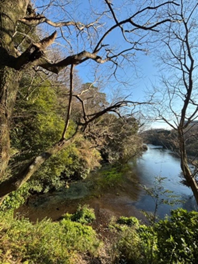 森林セラピーというリトリート