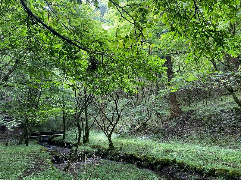 夏の箱根やすらぎの森に行ってきました