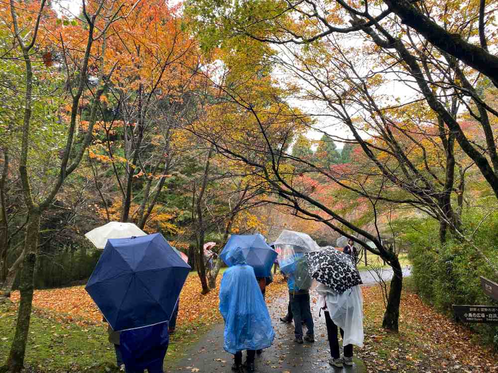 雨と雨上がりの森に包まれてー五感で感じる秋の箱根やすらぎの森（イベント報告）