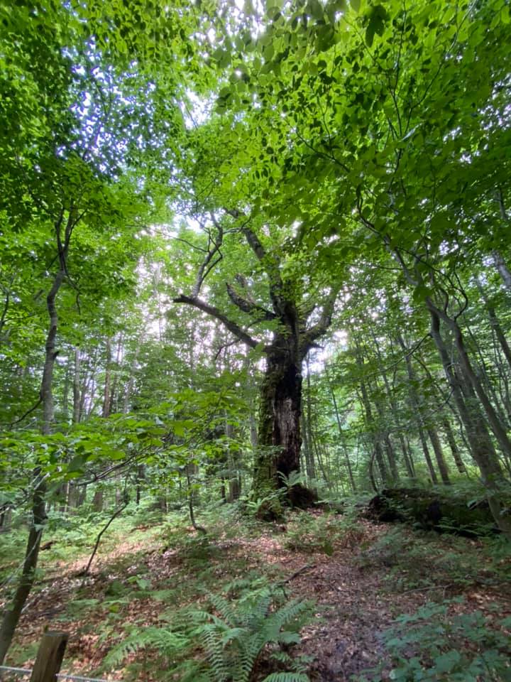 木を見て森を見ず？！発酵のヒント８０００年の森