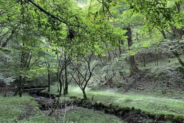小鳥の広場