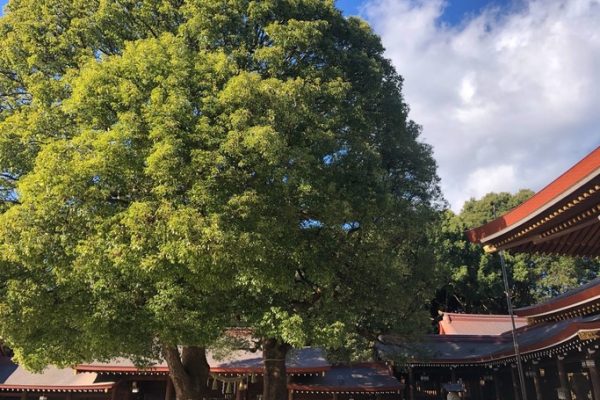 200110 k.shingyouchi01