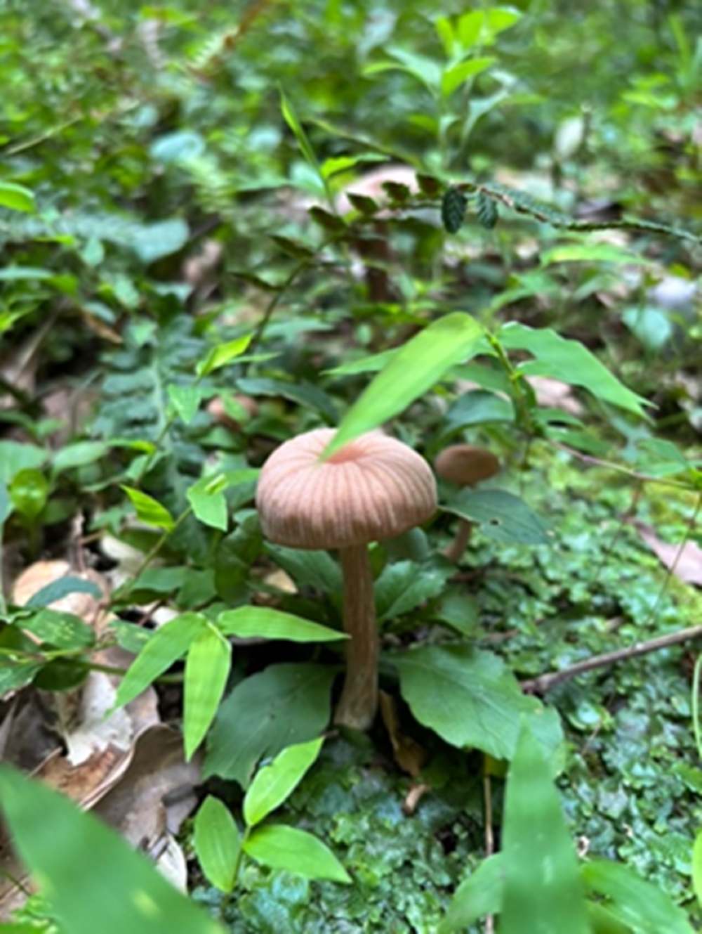 綾20251003キノコ.jpg
