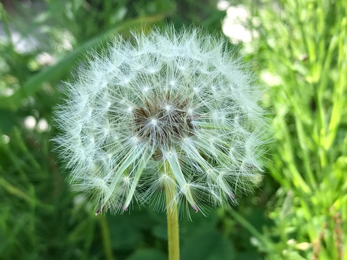 森林セラピストで占い師のはこじょ理事が語る「占いと癒しと森林セラピー」